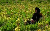 یک جایزه و یک حضور برای مستند «مرثیه‌ای برای ایل» 